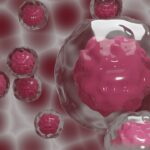 Cellule staminali: cosa sono e a cosa servono cellule staminali